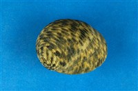 藏品(粗紋蜑螺)的圖片